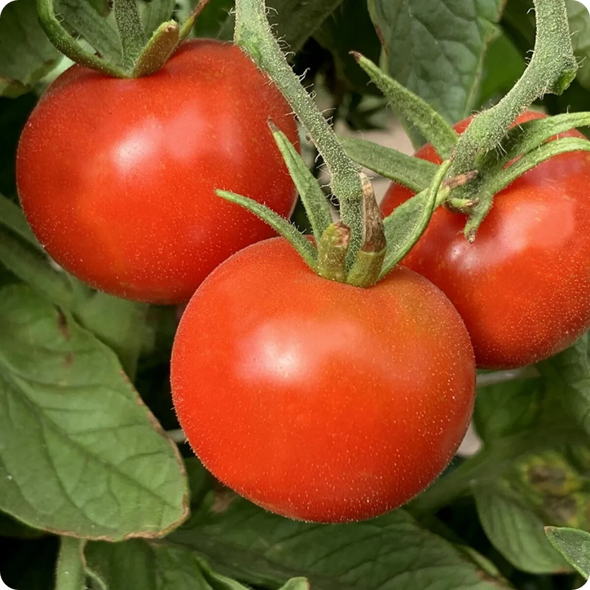 Stupice Tomato Seeds, Cold Tolerant Early Tomato, NON-GMO, Heirloom, FREE SHIP