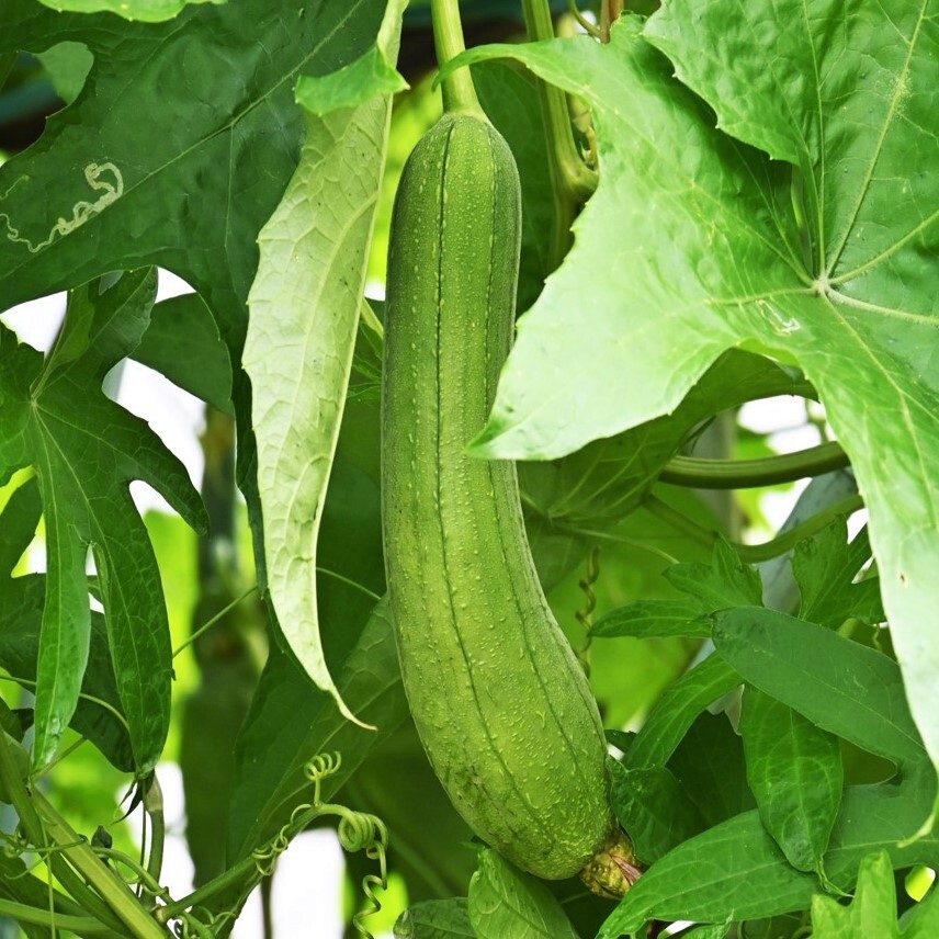 Dok Luffa Seeds | Smooth Sponge Gourd Loofah Snake Melon USA Asian Seed 2024