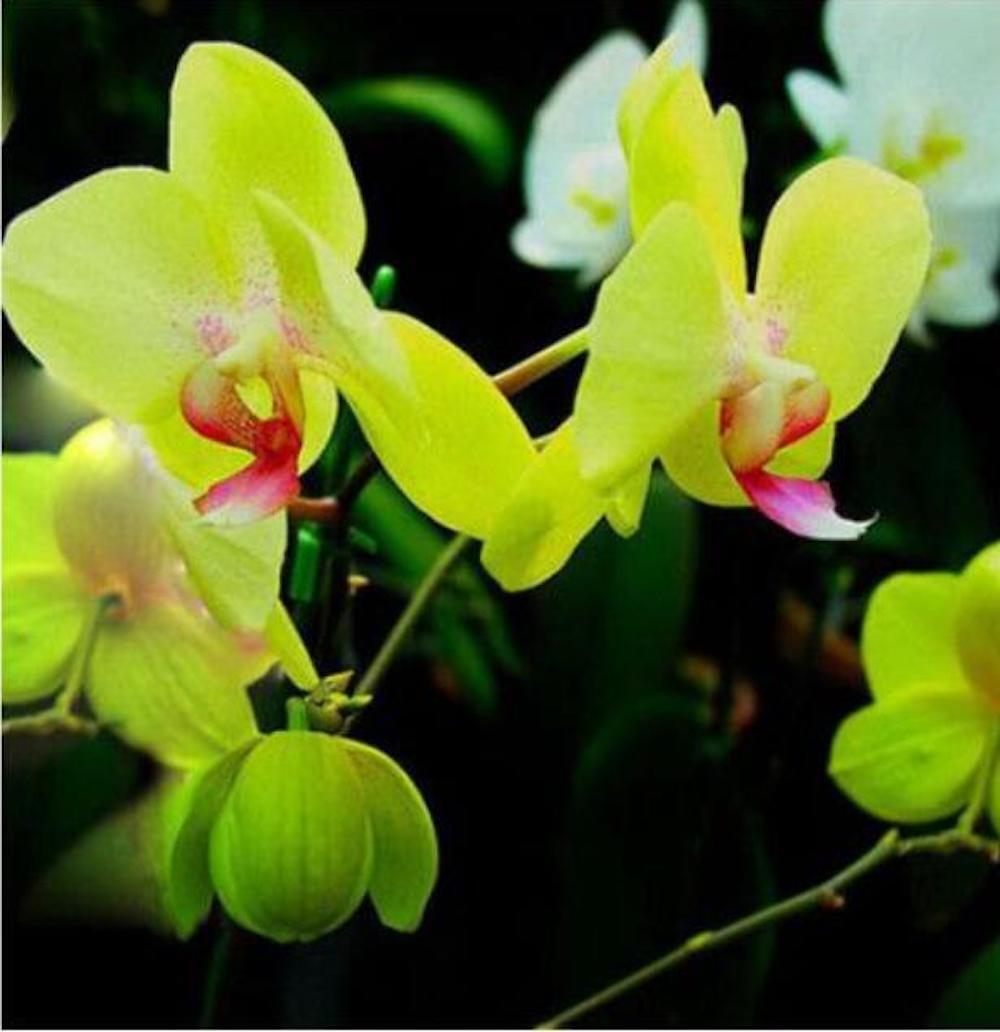 20 EXOTIC RARE ORCHID SEEDS for garden flower house plant bush USA SELLER USPS