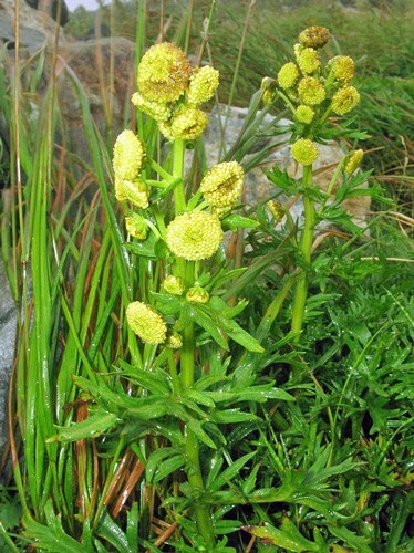 Artemisia arctica ssp. saxicola | Arctic Wormwood | 20 Seeds
