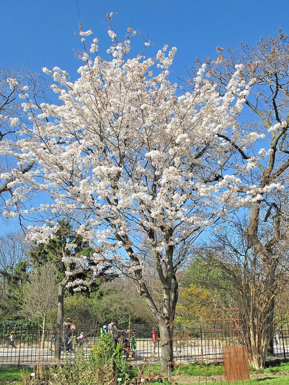 Japanese Cherry Tree | Premium Seeds | Prunus serrulata Spontanea Fall | Plants’