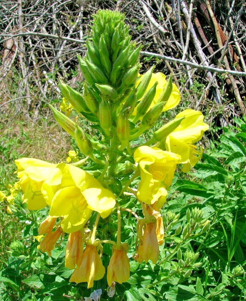 EVENING PRIMROSE 513 SEEDS LARGE YELLOW FLOWERS, OENOTHERA BIENNIS, BULK SEEDS