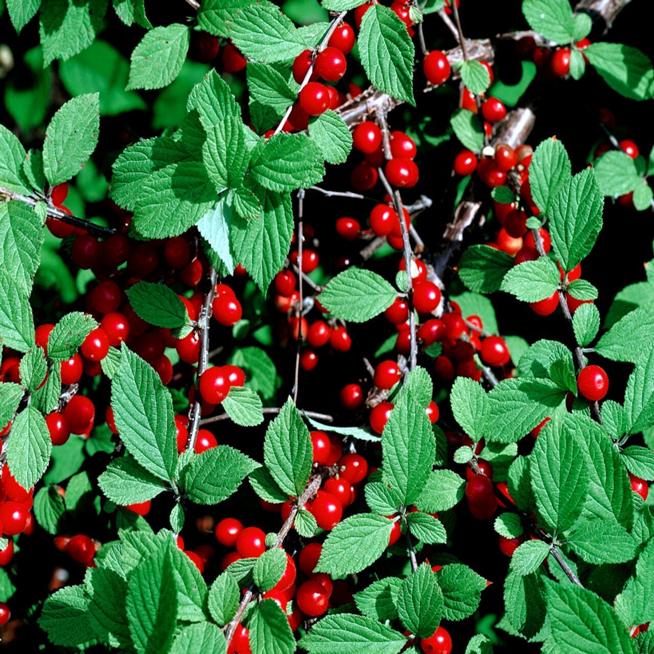 Nanking Chinese Dwarf Cherry Tree Seeds (Prunus tomentosa) Fruit Fast, Hardy-2