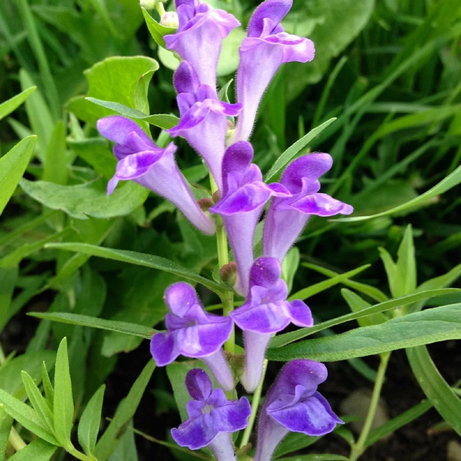Baical Skullcap (Scutellaria) Seeds – 300Pcs Pack – Low Maintenance Herb with Tr