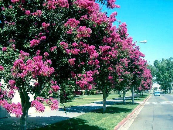 CRAPE MYRTLE TREE SEEDS Crepe (Lagerstroemia Indica) Fast Lilac Flower Plant