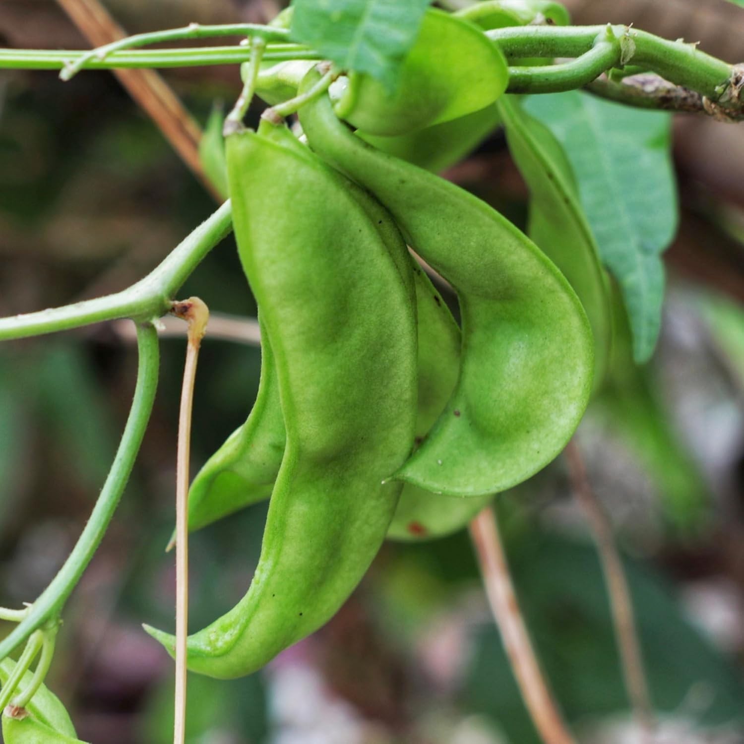 Henderson Lima Bean Seeds – Non-GMO Heirloom for Your Vibrant Vegetable Garden