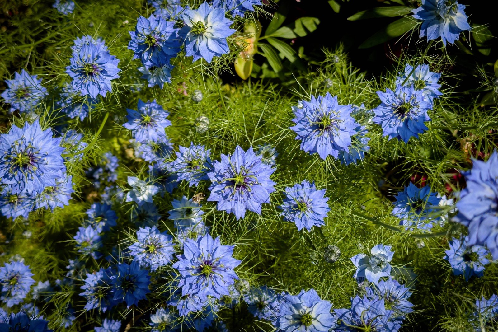 500 BLUE LOVE IN A MIST Miss Jekyll Nigella Damascena Flower Seeds *Comb S/H