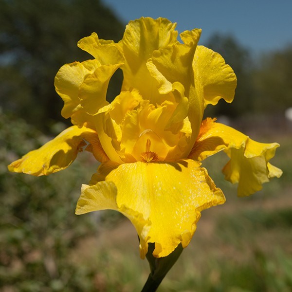 **Best & Brightest** Tall Bearded Iris. Pre-Order, Combined Shipping: Jul – Sep