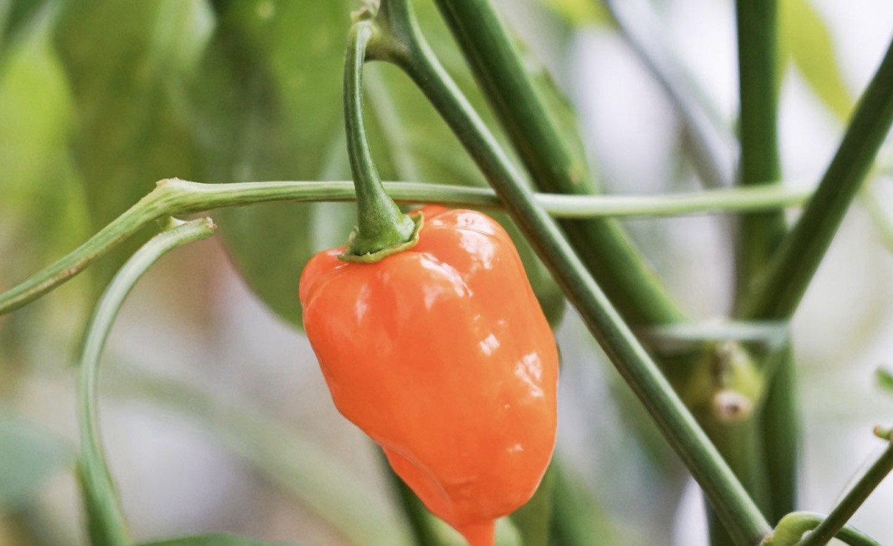 5 Pepper Plants Per Container!! Ready To Ship. All Types!! Epic, Popular, Rare!