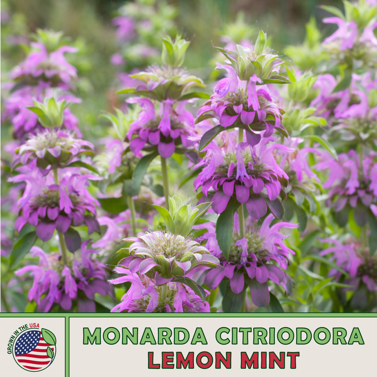 1000 Lemon Mint Seeds, Monarda citriodora, Lemon Bee Balm, Pollinator Attractor