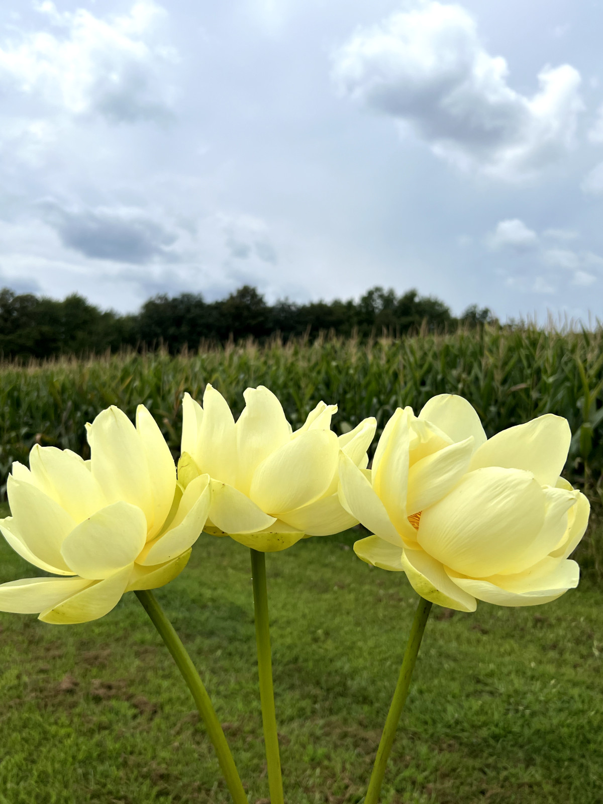 10 Seeds Yellow Lotus Flower Seeds American Water Lily for Pots or Pond