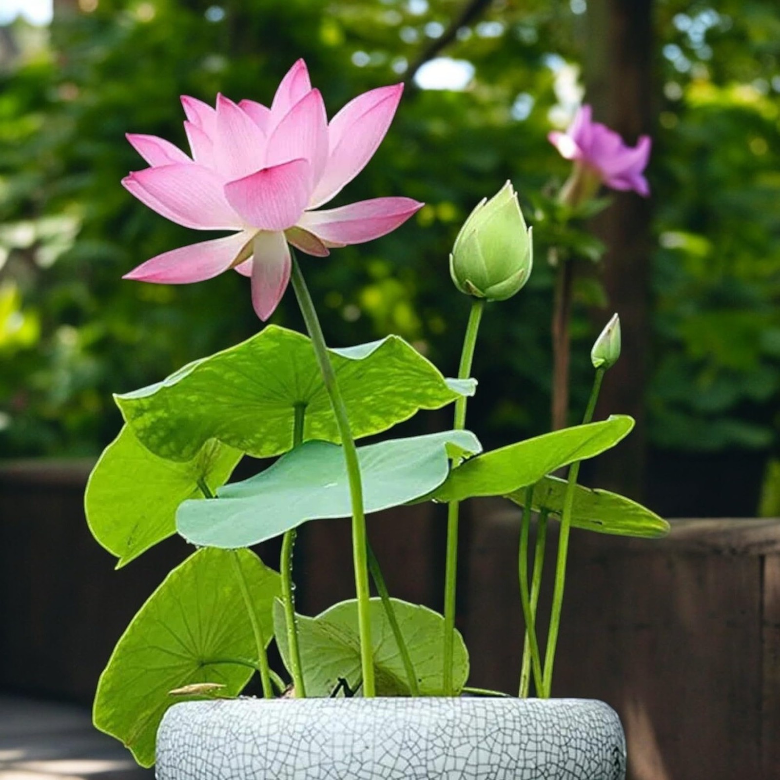 12pcs Mixed Pink, Red & Green Color Bowl Lotus Seeds for Planting Beautiful W…