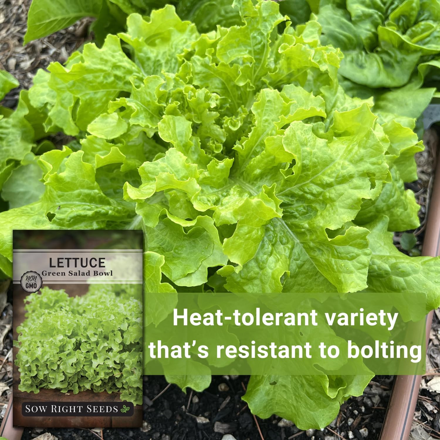 – Green Salad Bowl Lettuce Seeds for Planting – Ideal Spring or Fall Lettuce – G