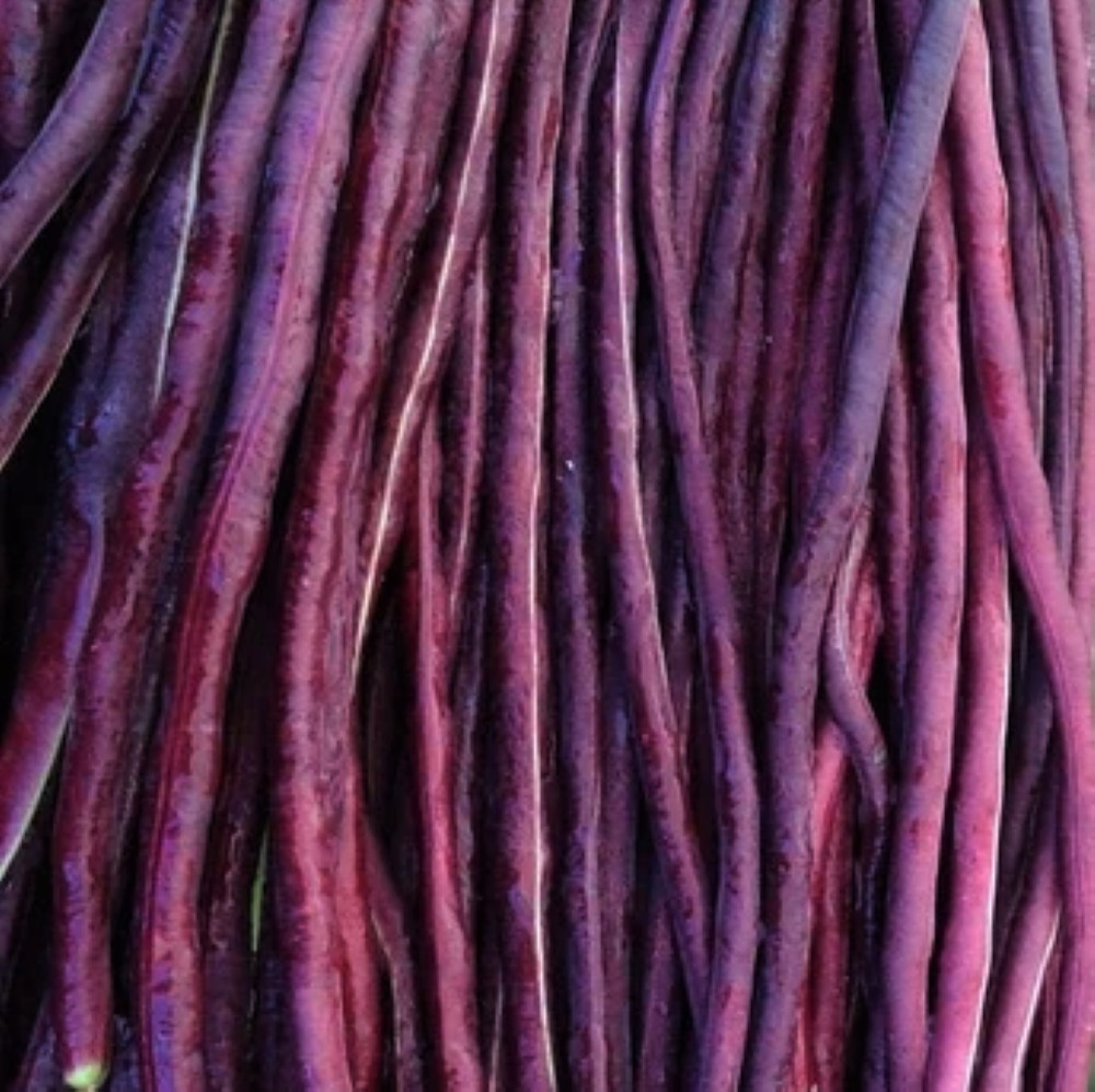 Purple Mart Yard Long Bean Seeds |Chinese Asparagus Asian Snake Cowpea Seed 2024