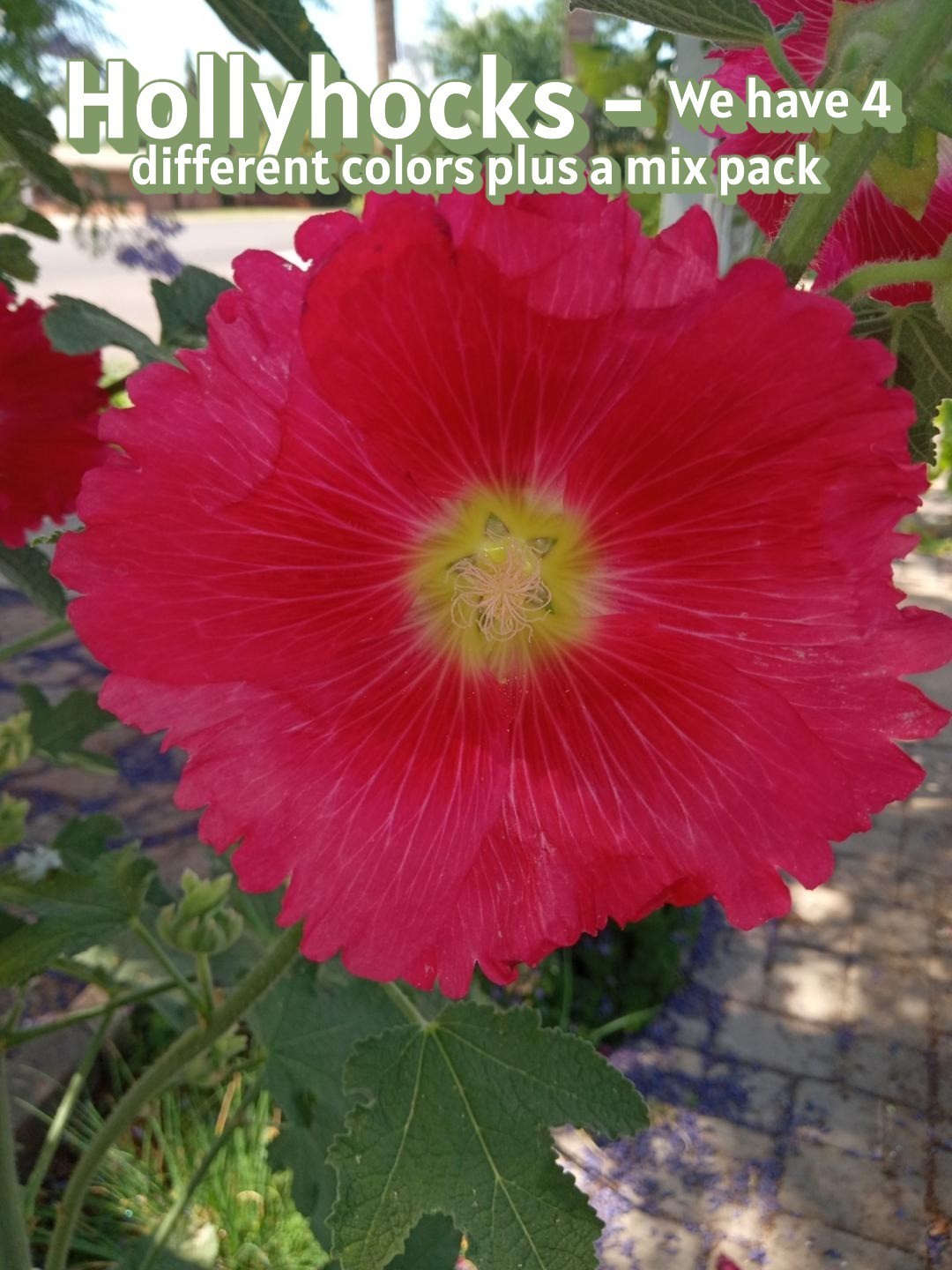 Seeds: Hollyhocks / Various Colors Mix – Arizona Grown & Harvested