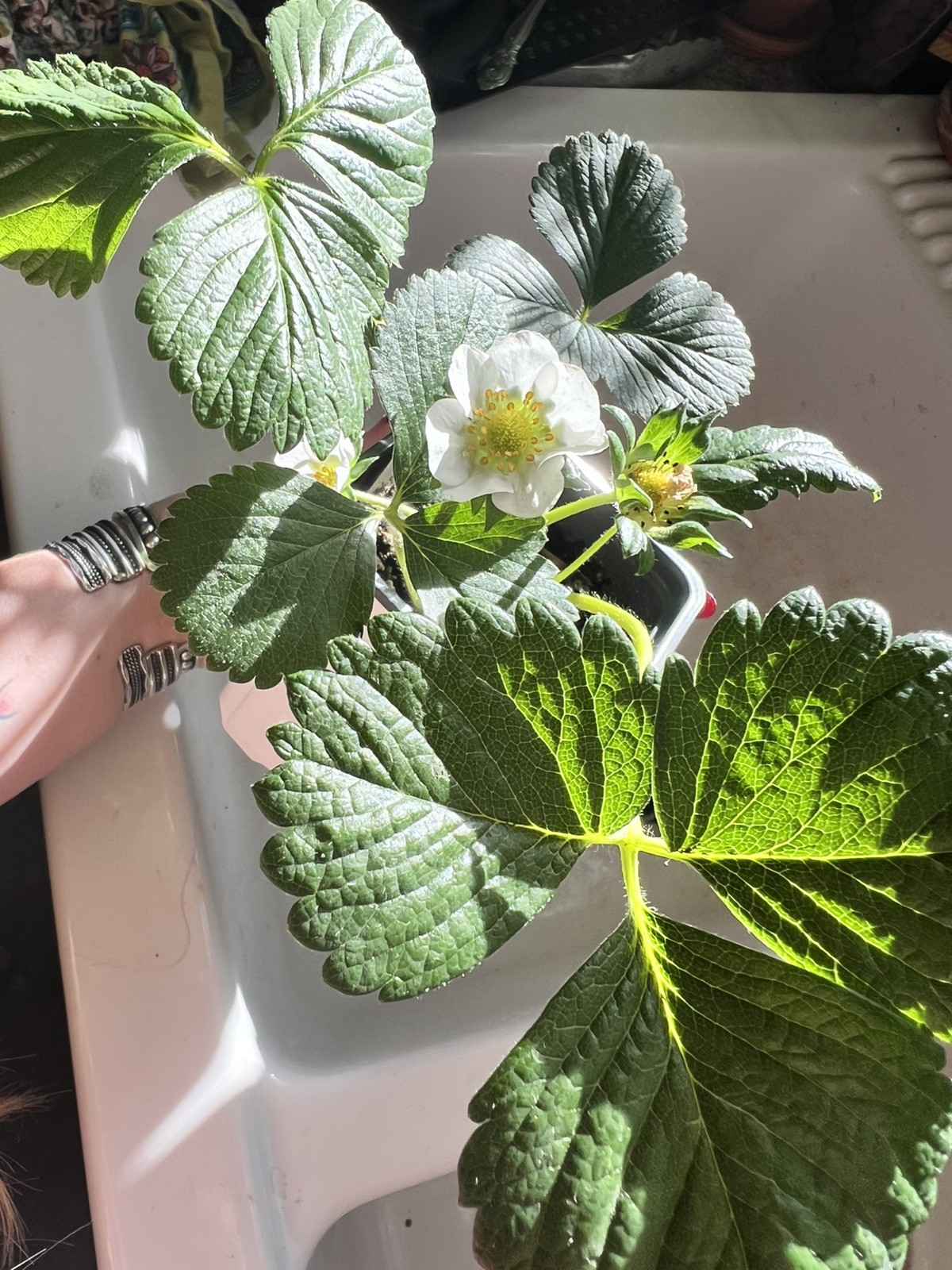 200 Seascape Strawberry Seeds Heat Tolerant Berry Fruit Perennial Organic