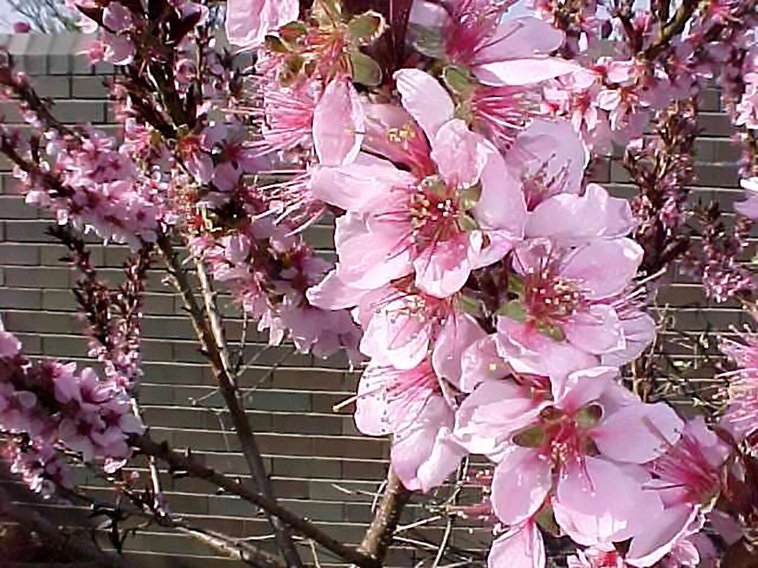 Nemaguard Peach, Prunus persica nemaguard, Seeds