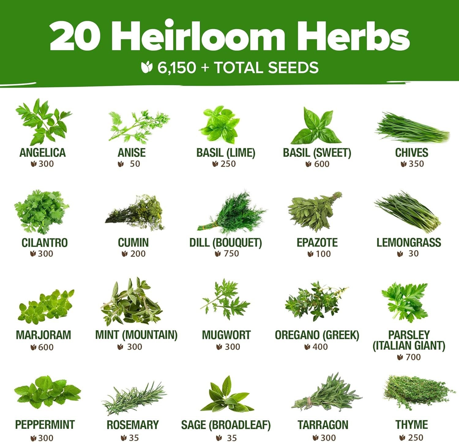 Culinary & Medicinal Herb Seeds Variety Pack – 6,000+ Seeds for Homegrown Flavor