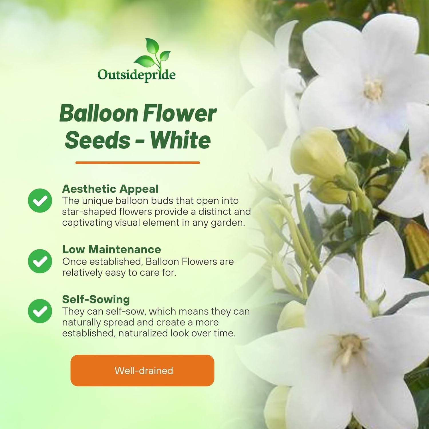 2000 Seeds White Balloon Flower Seeds – Platycodon Grandiflorus Flower Seed