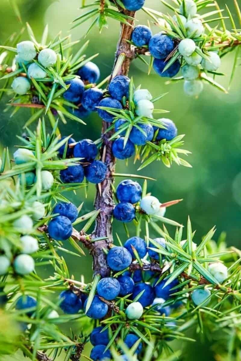 COMMON JUNIPER SEEDS (30) / Tree / Shrub / JUNIPER BERRY