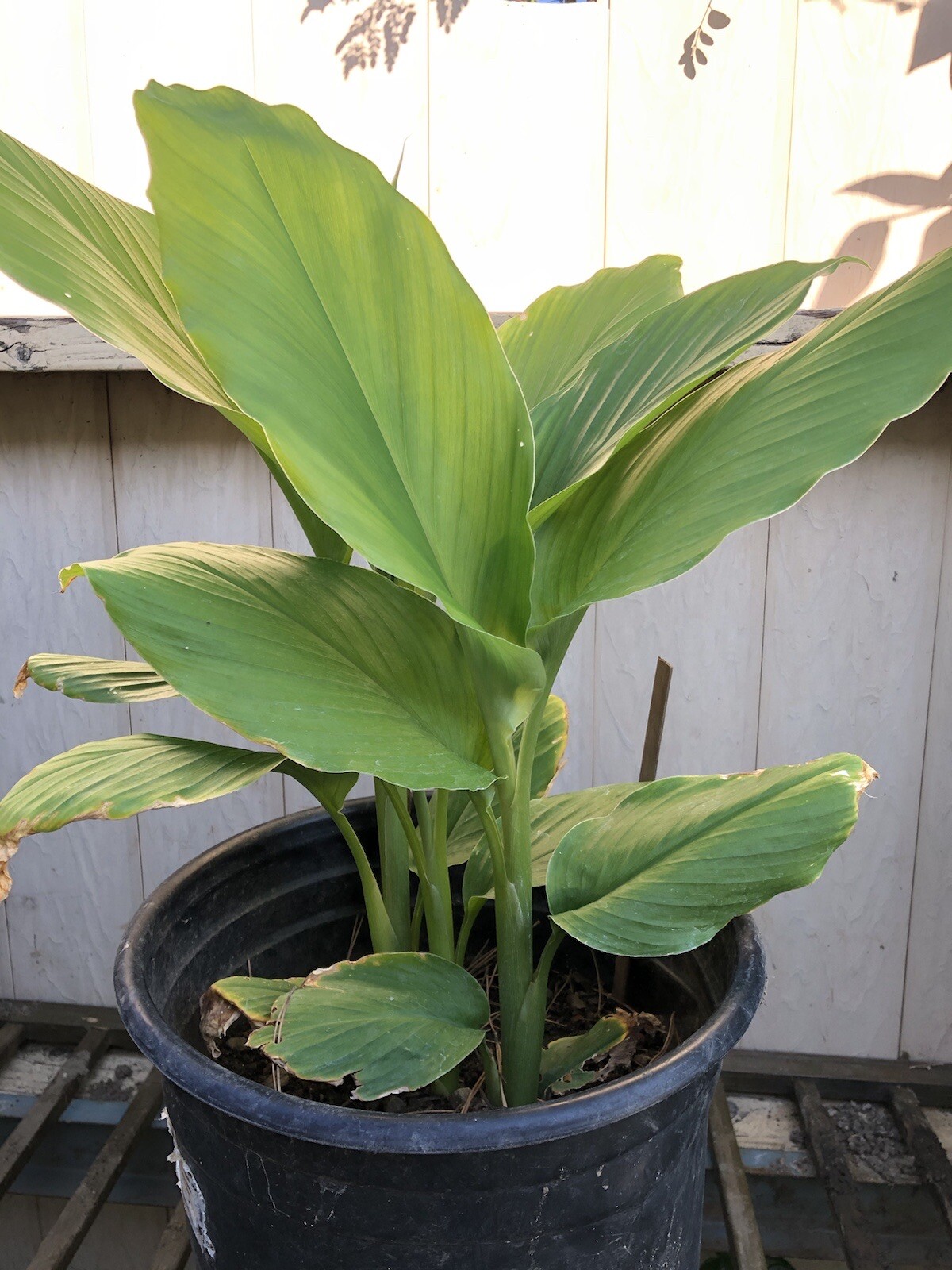 5pcs Fresh Turmeric Roots Curcuma Longa Ready To Plant