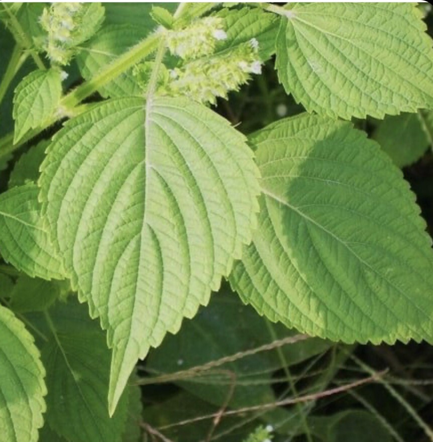 200+Green Shiso Seeds-Perilla/Beefsteak Plant-Korean Basil, NON-GMO-Open Pollina