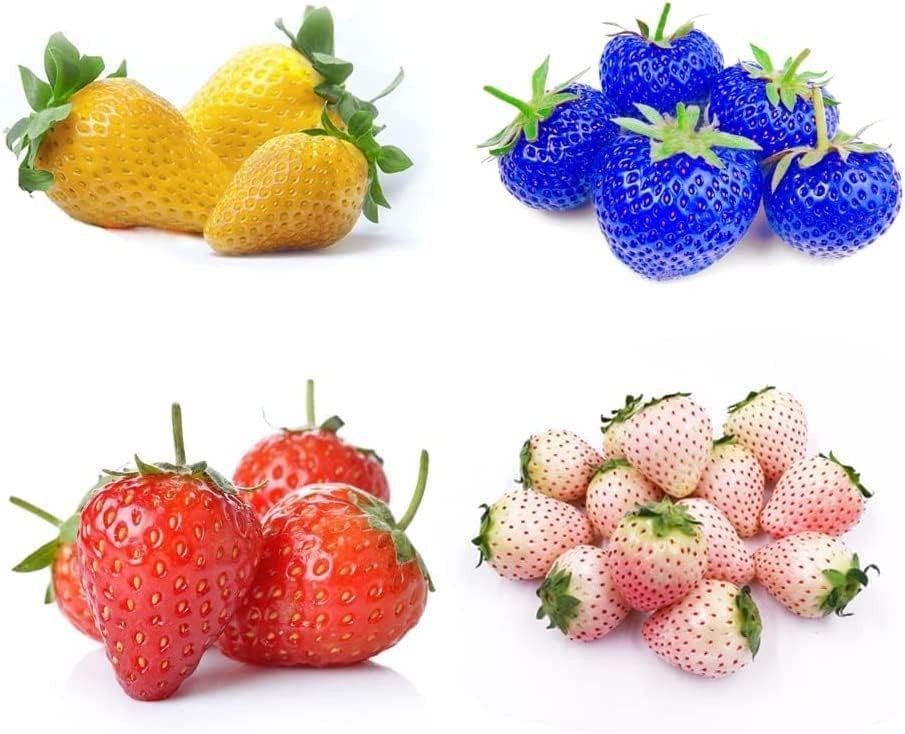 800 Mixed Strawberry Seeds – 4 Colors – Non-GMO Heirloom Perennial Seeds for Pla