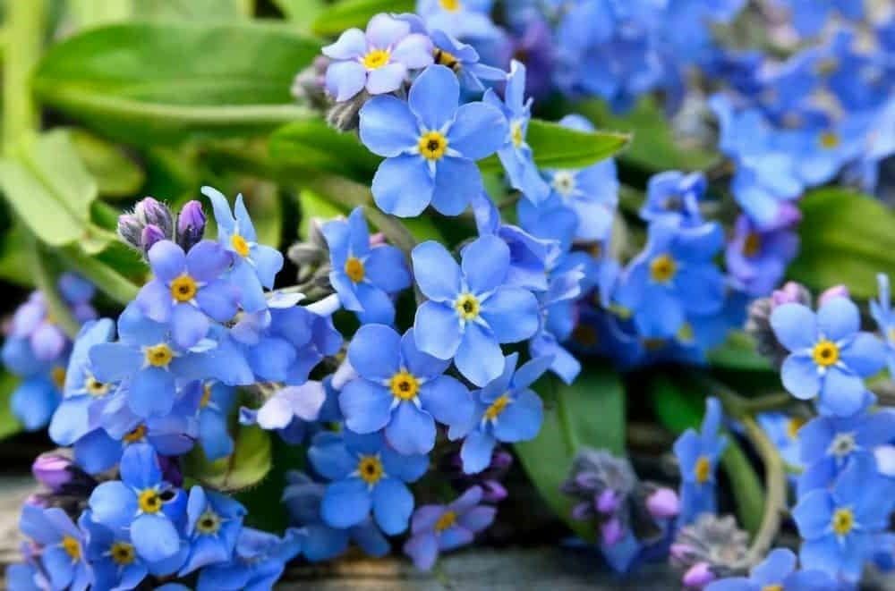 Forget-Me-Not Flower Seeds, “COOL BEANS N SPROUTS” Brand. Home Gardening.