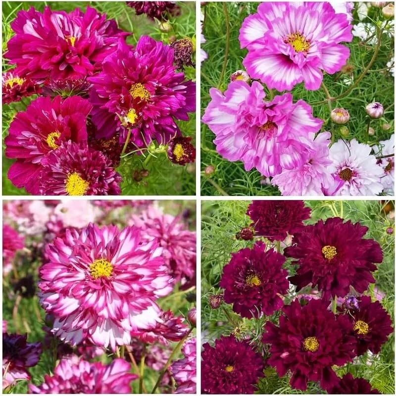 1000 Double Cosmos Seeds for Planting – Fully Double Blooms, Mixed Colors, Op…