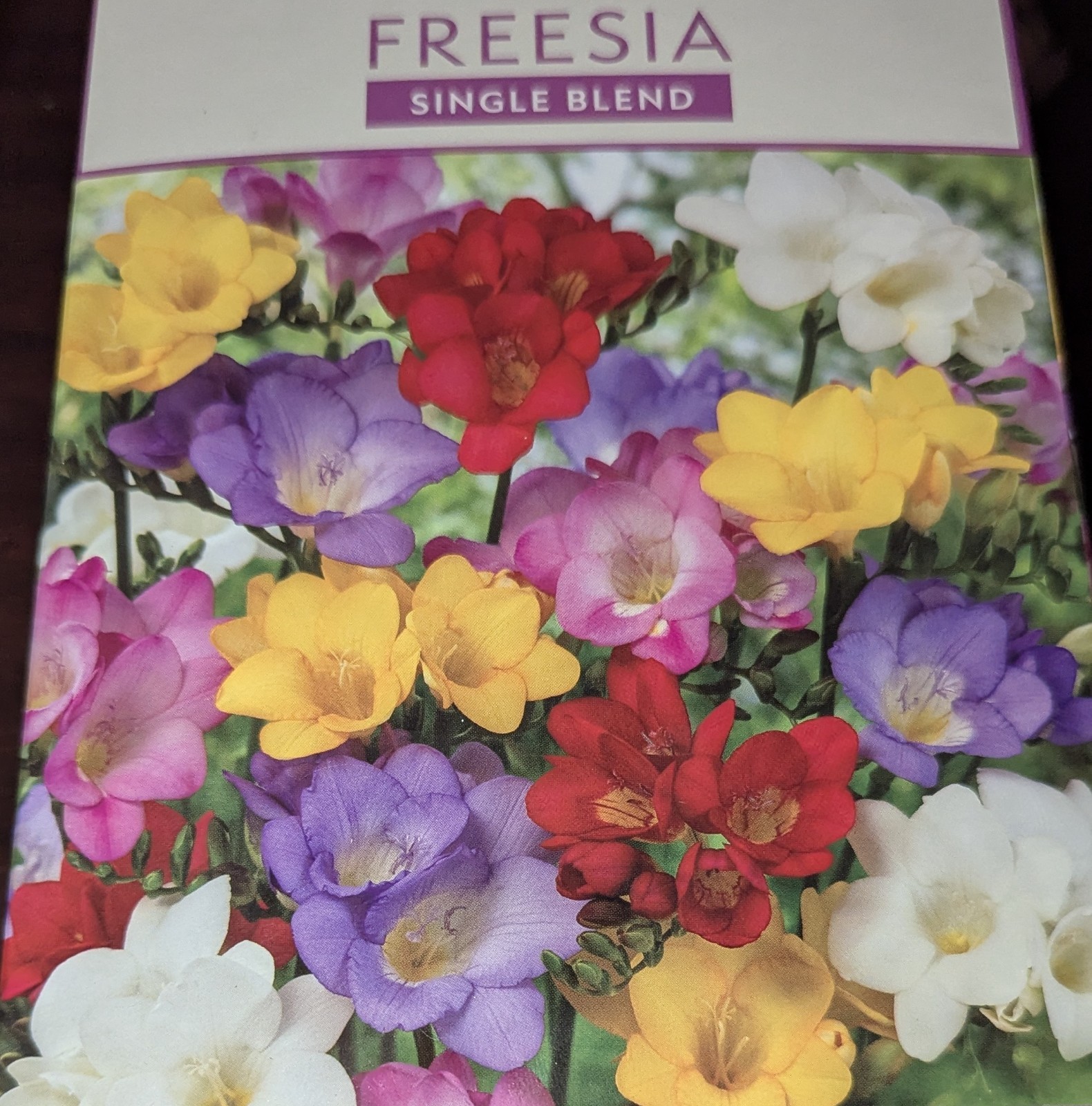 75 Single Blend Freesia Flower Bulbs