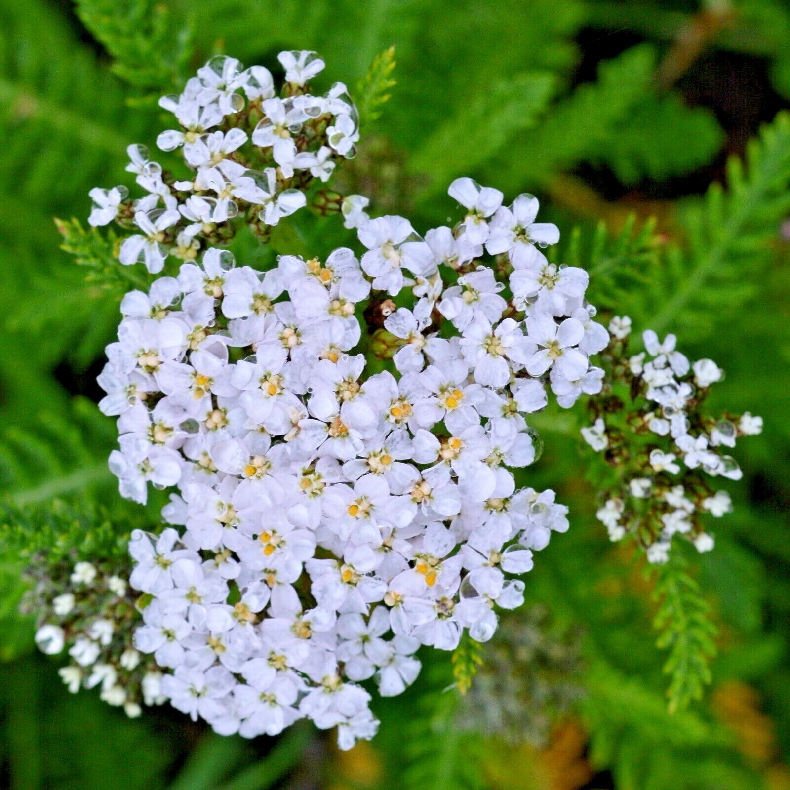 500 ACHILLEA MILLEFOLIUM Seeds *FREE Shipping!* White Yarrow Herb Flower Seeds
