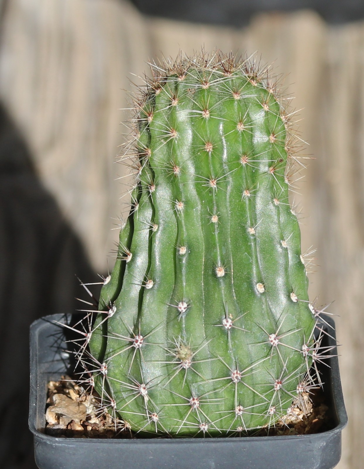 Echinopsis hybrid ‘Orange Glory’