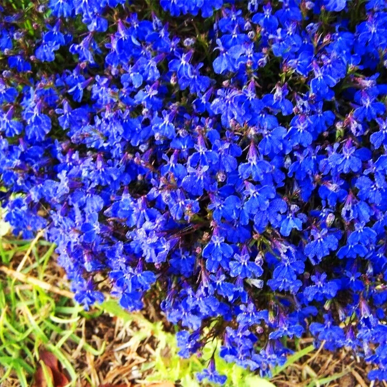 20000+ Blue Creeping Thyme Seeds for Planting Thymus Serpyllum – Heirloom Grow