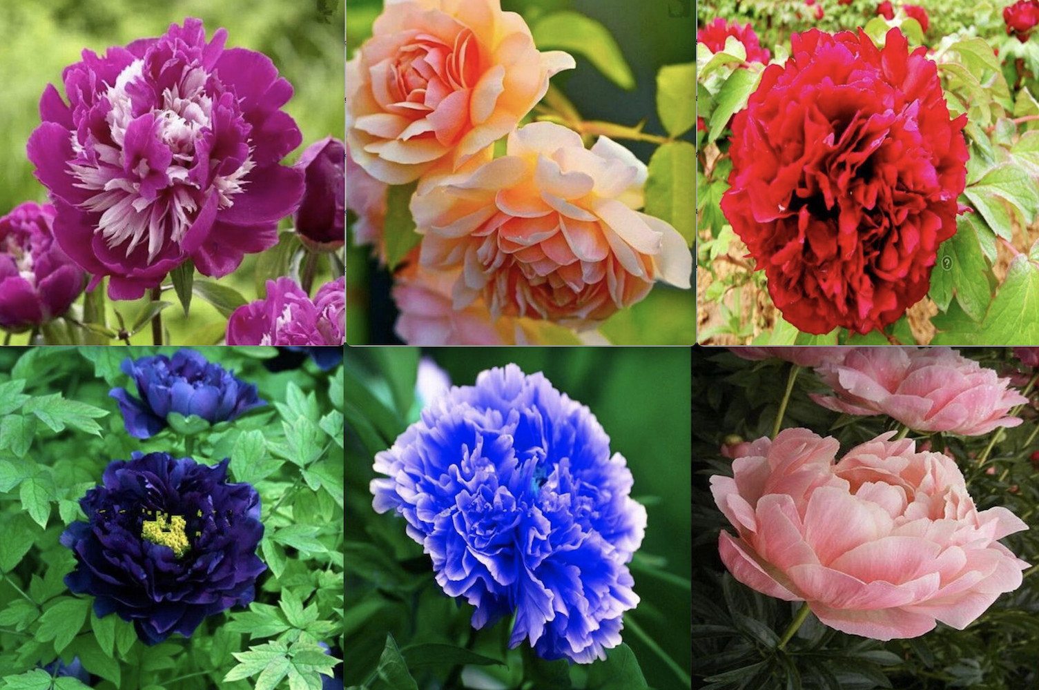 25pc PEONY SEEDS Garden Plant Flower bloom rare exotic USA seller FREE shipping