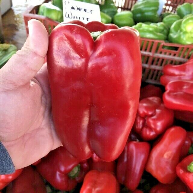 YOLO WONDER SWEET bell pepper seeds NON-GMO improved heirloom variety BIG TASTEE