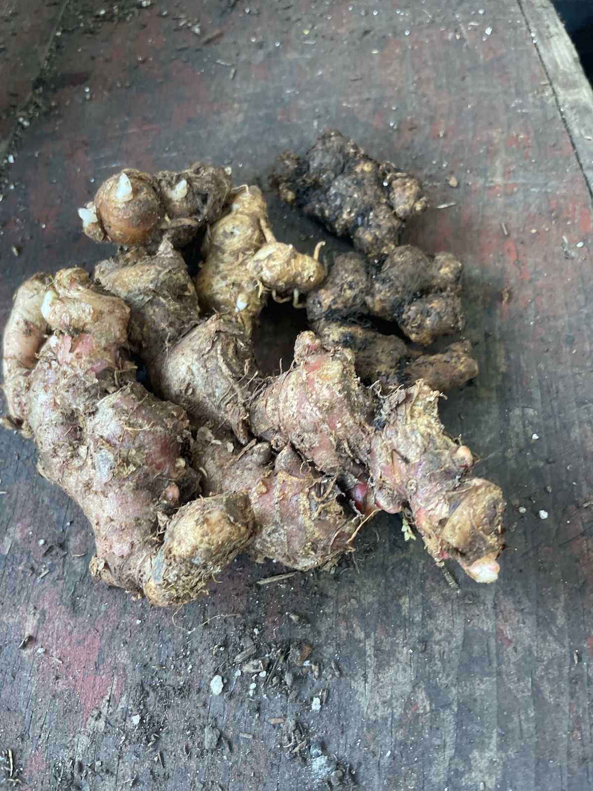 Sprouted 2 Roots Red Ginger 2 Roots Black Ginger And 2 Roots Aromatic Ginger