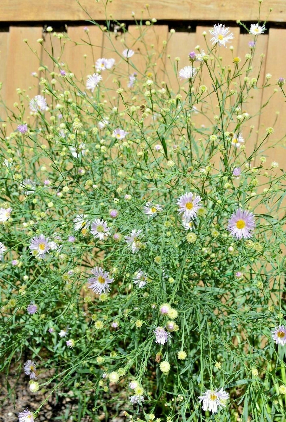 201+FALSE ASTER Seeds Perennial Native Wildflower Poor Soils Summer Fall Garden