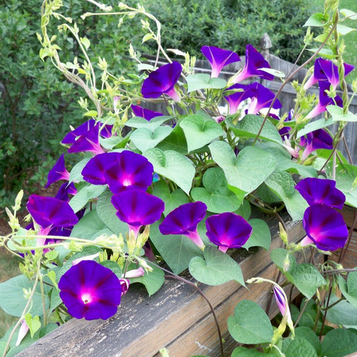 Grandpa Ott Morning Glory Seeds | 3″+ Deep Purple Flowers | Free Shipping | 1183