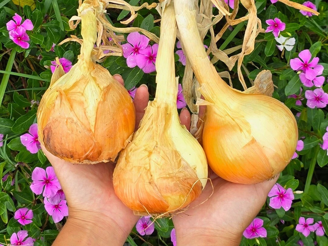 500+ Texas 1015 Supersweet Onion Seeds — SWEET — HEIRLOOM — NON GMO