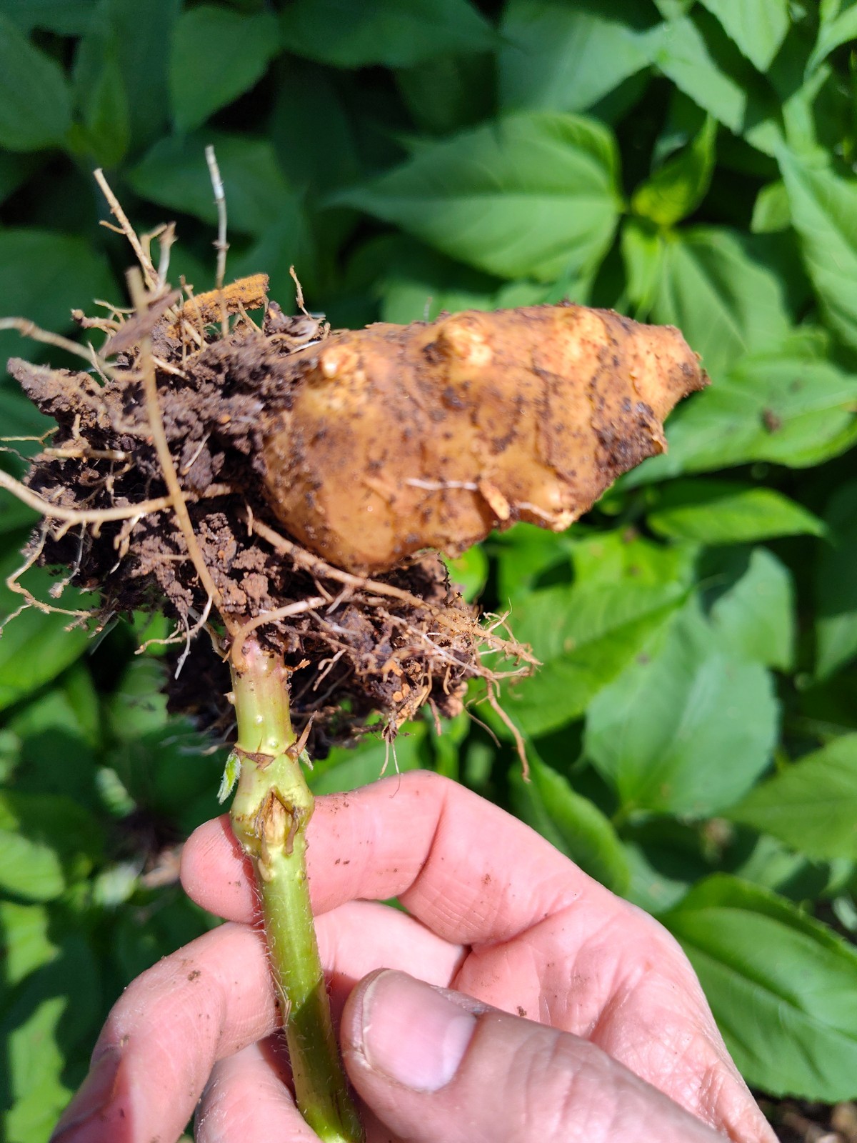 Jerusalem Artichokes tubers Sunchokes  10+ starts freshly dug for planting