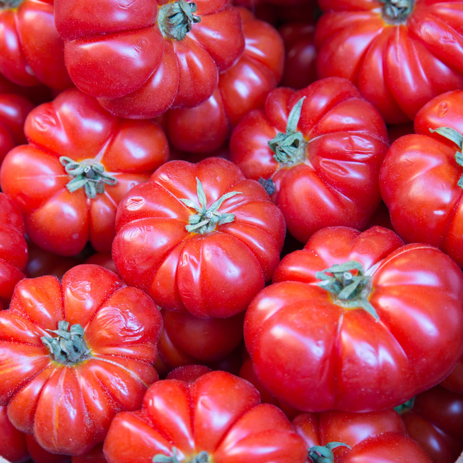 Rosso Sicilian Tomato Seeds | Heirloom / Non-GMO | Free Shipping | 1298