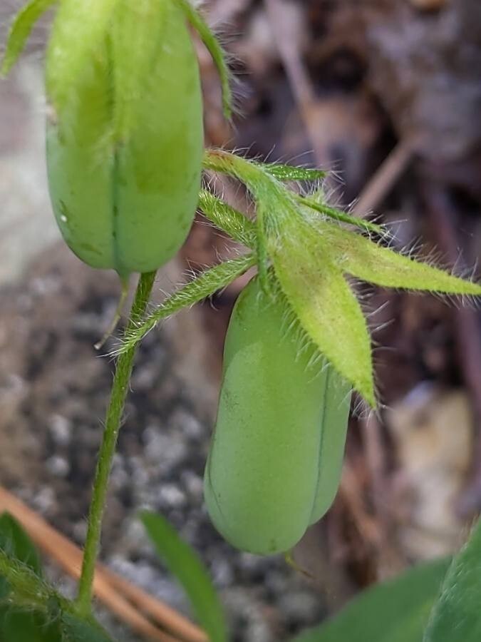 Crotalaria sagittalis 25 Seeds – Rattlebox