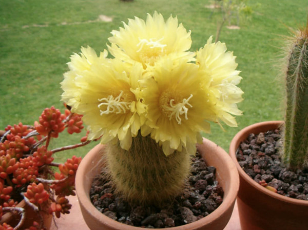 Eriocactus Leninghausii aka Golden Torch Cactus 5 Seeds Free Shipping!
