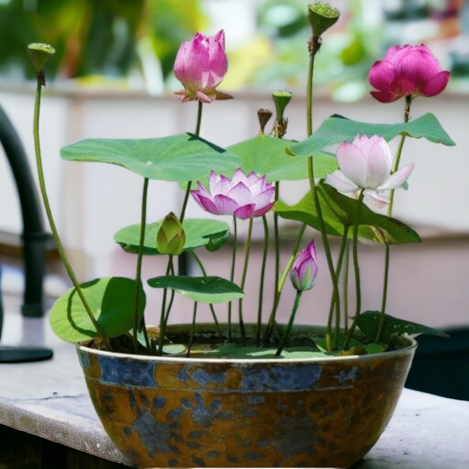 Beautiful Aquatic Lotus Seeds 12pcs – Grow Stunning Flowers Indoors or Outdoors