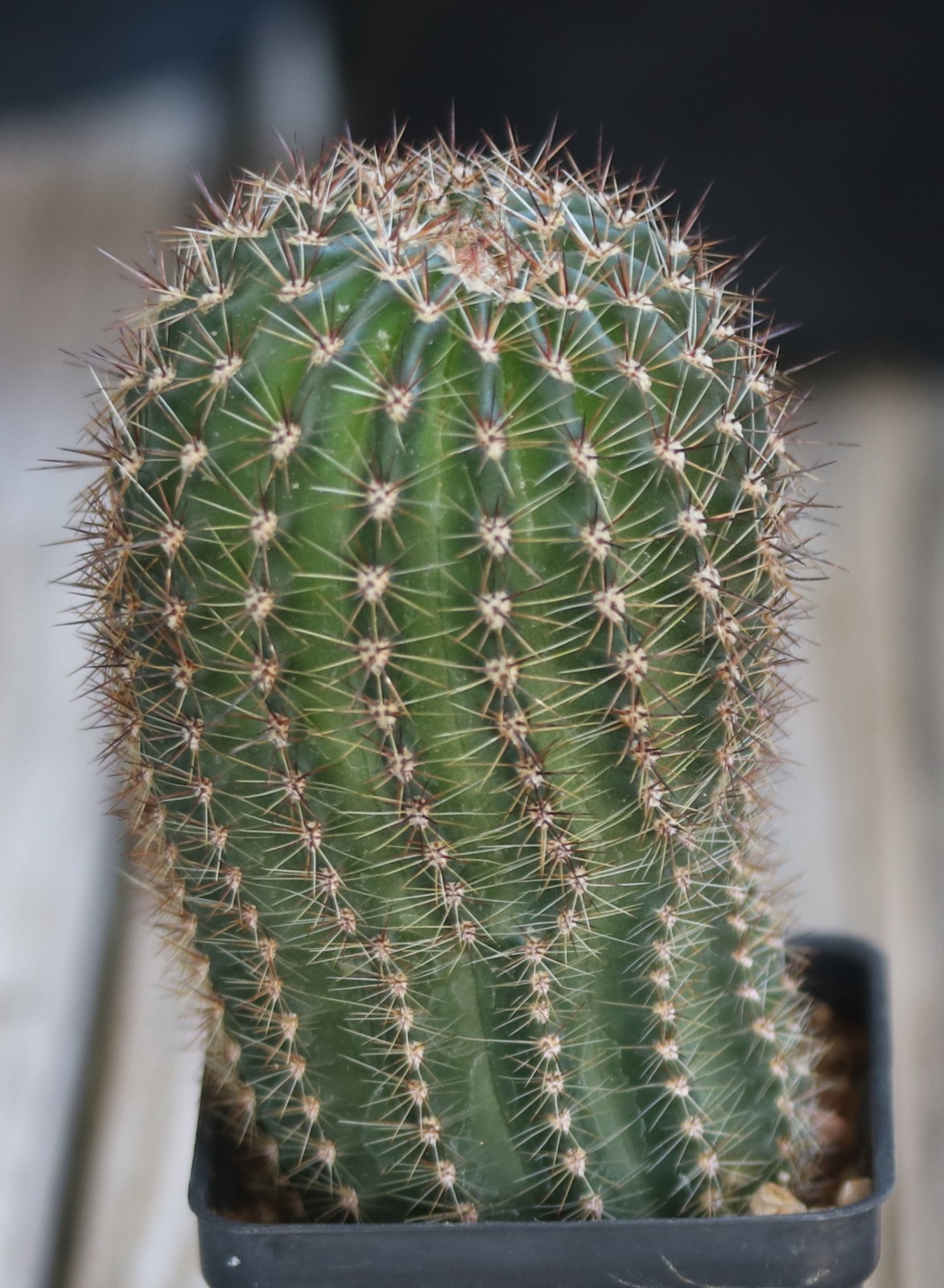 Echinopsis hybrid ‘Red Cap’