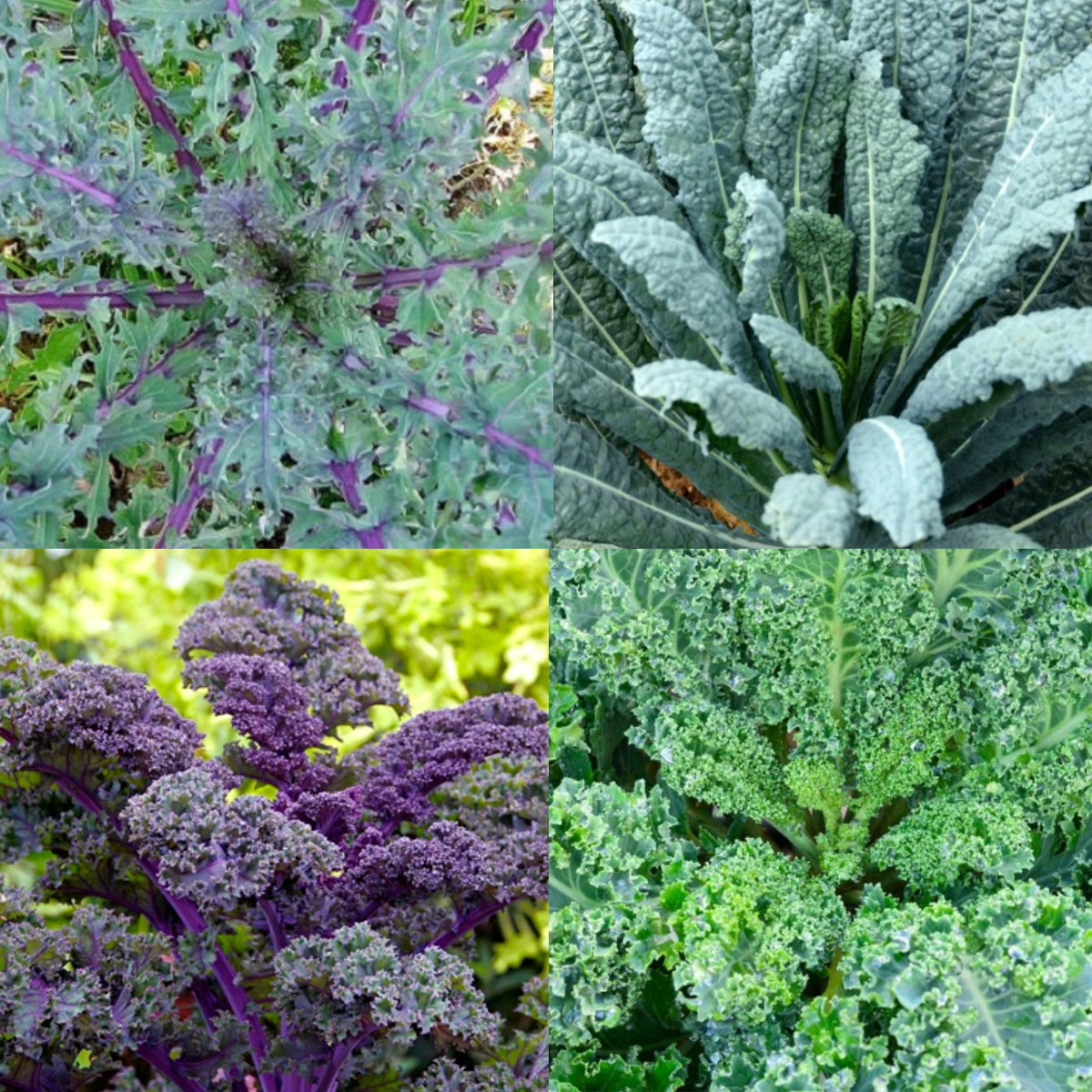 KALE GARDEN BLEND 4 Types Heirloom MicroGreens Saute Healthy Non-GMO 200 Seeds!