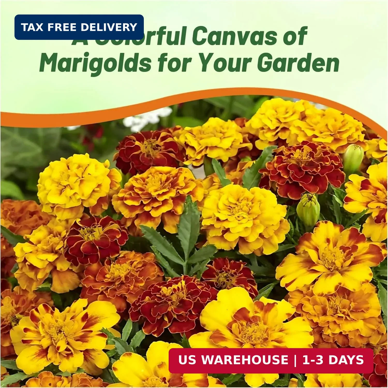 Outsidepride French Marigold Seeds Mix – 1000 Pcs Annual, Compact, Heat & Drough