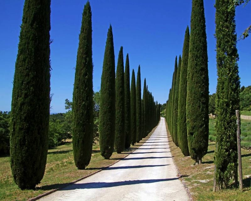 Upright Italian Cypress | Premium Seeds | Cupressus sempervirens Stricta Plants’