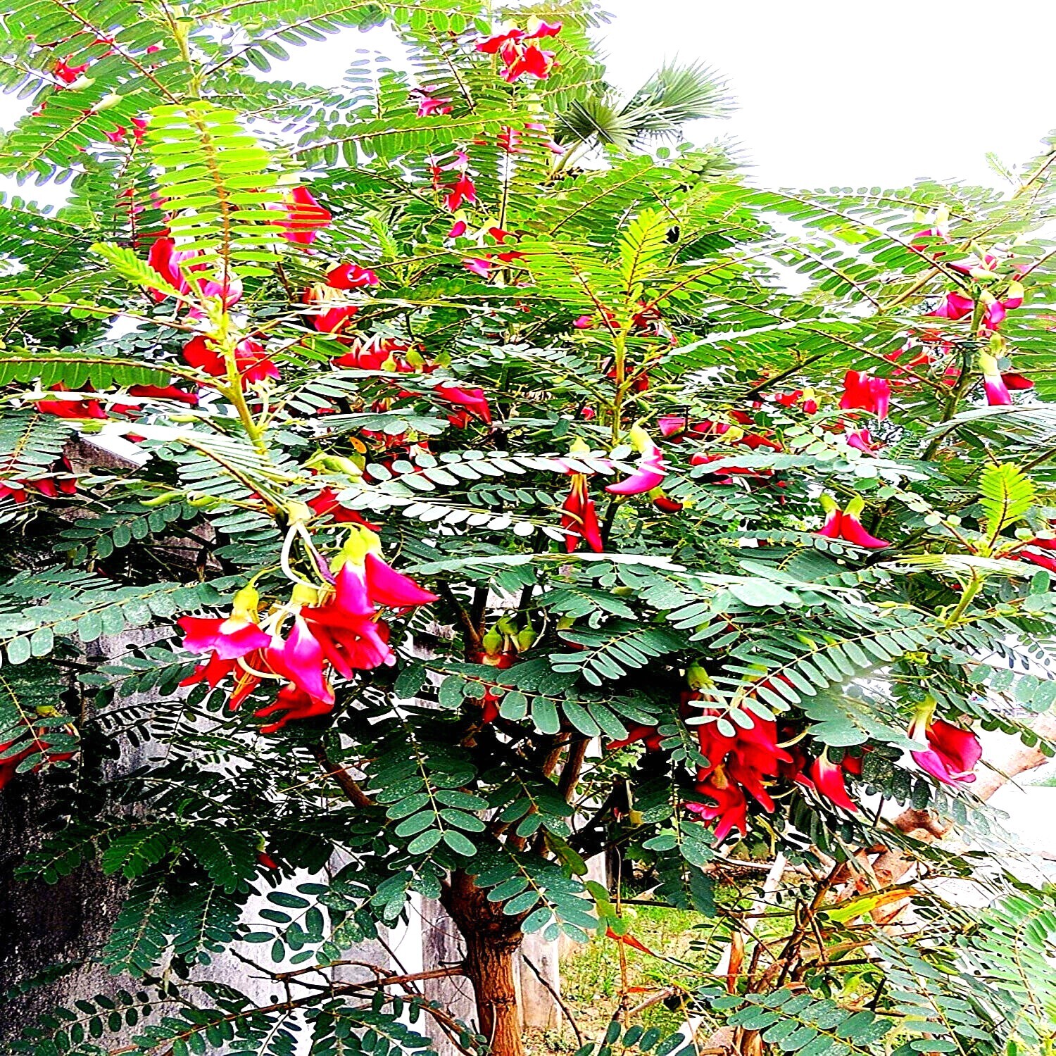 20 Hummingbird Tree Seeds (Sesbania grandiflora) “Agati” Flower Plant Fast RARE