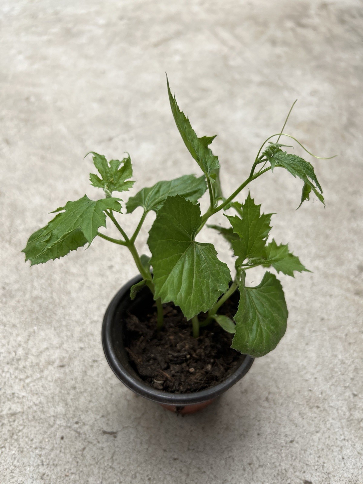 BitterMelon Plant With Pot 6” Bitter Gourd Ready To Plant
